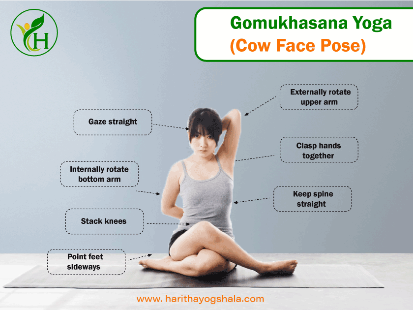 Infographics of Gomukhasana-Yoga (Cow-Face-Pose)
